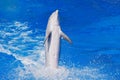 Ocean wave with animal. Bottlenosed dolphin, Tursiops truncatus, in the blue water. Wildlife action scene from ocean Dolphin Royalty Free Stock Photo