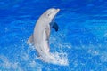 Ocean wave with animal. Bottlenosed dolphin, Tursiops truncatus, in the blue water. Wildlife action scene from ocean Dolphin