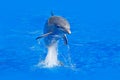 Ocean wave with animal. Bottlenosed dolphin, Tursiops truncatus, in the blue water. Wildlife action scene from ocean nature. Dolph Royalty Free Stock Photo