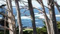 Ocean waves, cypress pine tree forest, 17-mile drive, Monterey, California coast Royalty Free Stock Photo