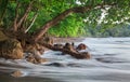 Ocean waves hit rocks and trees, Costa Rica Royalty Free Stock Photo