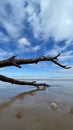 Ocean waves lap on the dead tree lying on the summer beach Royalty Free Stock Photo