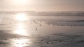 Ocean waves and sandpiper birds run on beach, small sand piper plover shorebird. Royalty Free Stock Photo