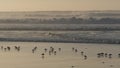 Ocean waves and sandpiper birds run on beach, small sand piper plover shorebird. Royalty Free Stock Photo