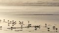 Ocean waves and sandpiper birds run on beach, small sand piper plover shorebird. Royalty Free Stock Photo