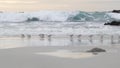 Ocean waves and sandpiper birds run on beach, small sand piper plover shorebird. Royalty Free Stock Photo