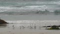 Ocean waves and sandpiper birds run on beach, small sand piper plover shorebird. Royalty Free Stock Photo