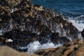 Ocean waves washing over rocks covered with mussel shells on the sea shore Royalty Free Stock Photo