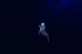 white whale,  beluga whale, underwater whale, ocean Royalty Free Stock Photo