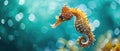 Ocean Wildlife Graceful Seahorse Hippocampus Gracefully Glides Through Turquoise Waters