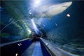 Ocean World North Queensferry Fife Scotland aquarium and sealife centre underwater shark tunnel with visitors