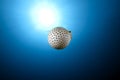 Ocean and yellowspotted burrfish Royalty Free Stock Photo