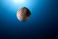 Ocean and yellowspotted burrfish Royalty Free Stock Photo