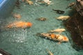 Oceanarium