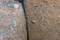 Oceanic crabs, on a black rock hiding from waves.