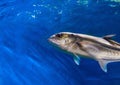 Oceanic fish in blue water. Ocean aquarium with saltwater fish. Silver fish closeup photo. Royalty Free Stock Photo