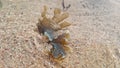 Oceanic flora, seashells, seaweed. India, Gokarna