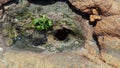 Oceanic flora, seashells, seaweed. India, Gokarna