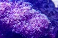 Oceanic flora. Underwater life. Plants at the bottom of the ocean. Corals under artificial lighting. Free space for text