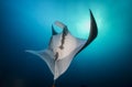 Oceanic Manta Ray Against the Sun