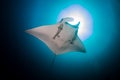 Oceanic Manta Ray Manta birostris with large Remora and a background sunburst in a tropical ocean Royalty Free Stock Photo