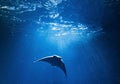 Oceanic Manta Ray in blue water