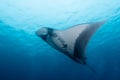 Oceanic manta ray flying around a cleaning station in cristal blue water Royalty Free Stock Photo