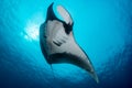 Oceanic manta ray flying around a cleaning station in cristal blue water Royalty Free Stock Photo