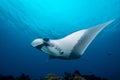 Oceanic manta ray flying around a cleaning station in cristal blue water Royalty Free Stock Photo