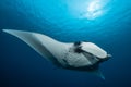 Oceanic manta ray flying around a cleaning station in cristal blue water Royalty Free Stock Photo