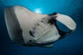 Oceanic manta ray flying around a cleaning station in cristal blue water Royalty Free Stock Photo