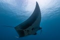 Oceanic manta ray flying around a cleaning station in cristal blue water Royalty Free Stock Photo