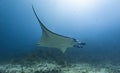Oceanic Manta Ray gliding around Royalty Free Stock Photo