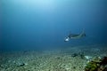 oceanic manta ray in Komodo Royalty Free Stock Photo