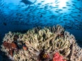 Oceanic Manta Ray, Raja Ampat, Indonesia