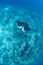 Oceanic Manta Ray on Reef Pinnacle