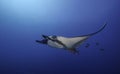 Oceanic Manta Ray