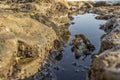 Oceanic pools with seaweed and rocks and marine life.