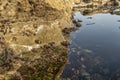 Oceanic pools with seaweed and rocks and marine life.