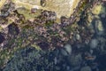 Oceanic pools with seaweed and rocks and marine life. Seen from above.