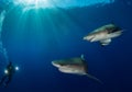 Oceanic sharks swim close around underwater cameraman on blue ocean background