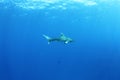 Oceanic White Tip shark (Carcharinus longimanus) Royalty Free Stock Photo