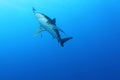 Oceanic White Tip shark (Carcharinus longimanus) Royalty Free Stock Photo