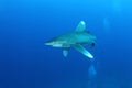 Oceanic White Tip shark (Carcharinus longimanus)