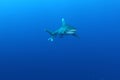 Oceanic White Tip shark (Carcharinus longimanus) Royalty Free Stock Photo