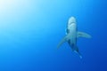 Oceanic White Tip shark (Carcharinus longimanus) Royalty Free Stock Photo