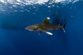 Oceanic white tip shark Carcharinus longimanus with hook Royalty Free Stock Photo