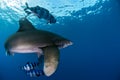 Oceanic white tip shark Carcharinus longimanus turning Royalty Free Stock Photo