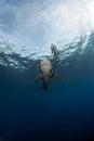 Oceanic white tip shark Carcharinus longimanus in vertical shot Royalty Free Stock Photo