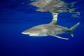 An Oceanic White Tip Shark and Its Reflections in the Bahamas